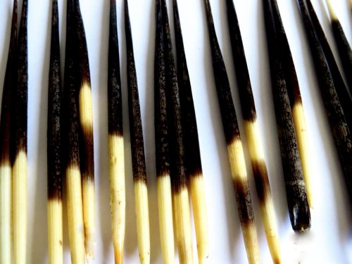 African Porcupine Quills