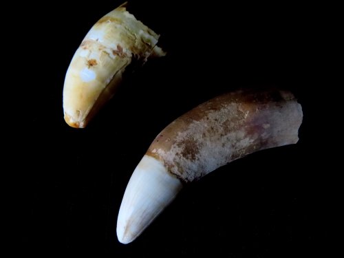 Alligator Tooth