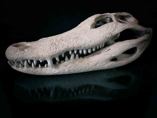 American Alligator skull teeth tooth