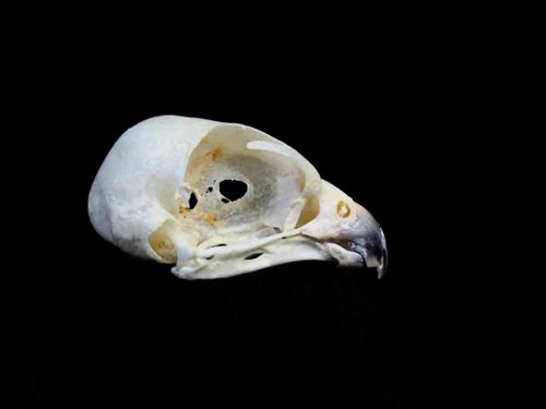 American Kestrel skull bird