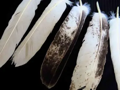 Bald Eagle feather feathers bird (1)