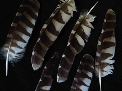 Barred Owl feather feathers bird (1)