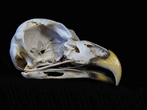 Barred Owl skull bird