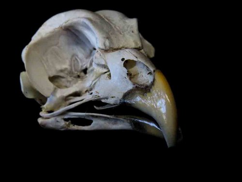 Barred Owl skull bird