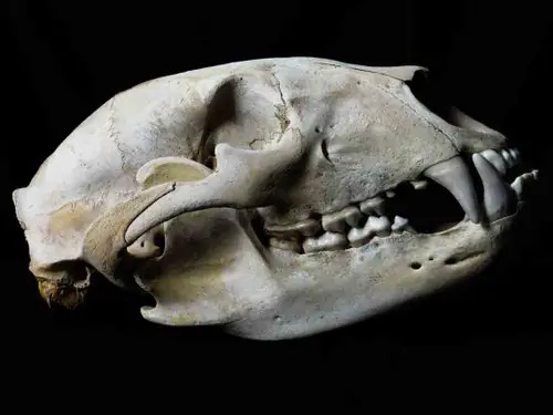 Black Bear skull teeth tooth