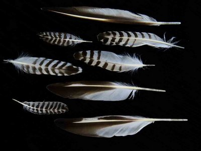 Black Bellied Plover feather feathers bird (2)