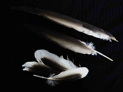 Black Skimmer feather feathers bird (1)