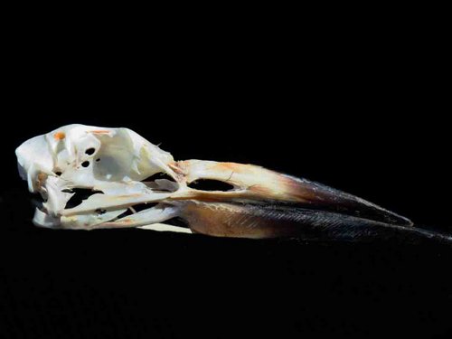 Black Skimmer skull bird