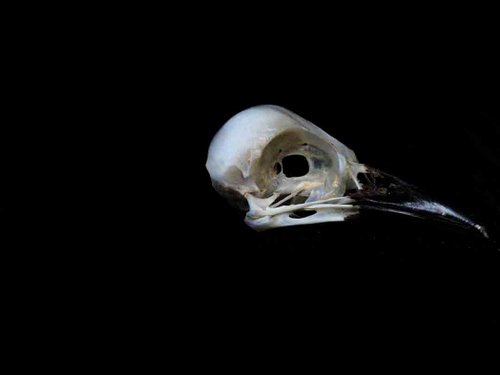 Blue Jay skull bird
