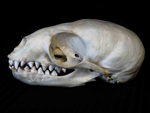 California Sea Lion skull teeth