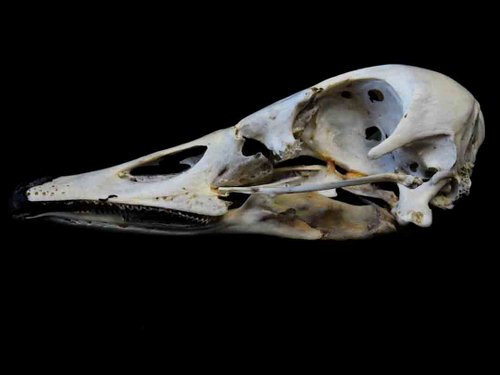 Canada Goose skull bird
