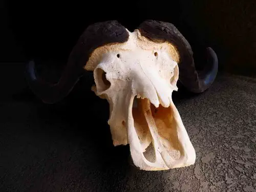 Cape Buffalo skull teeth horns