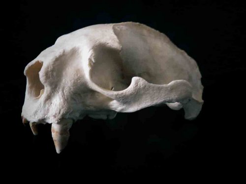 African Clawless Otter skull teeth