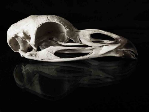 Capercallie skull bird