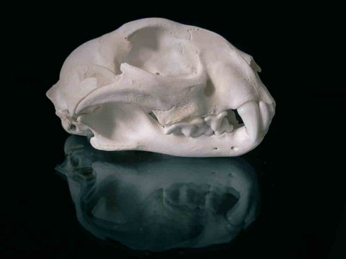 Caracal skull teeth