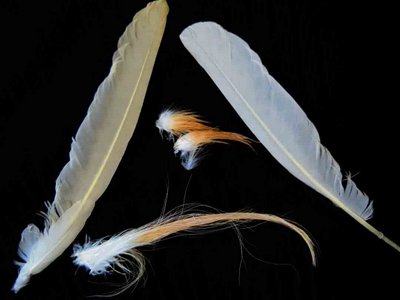 Cattle Egret feather feathers bird