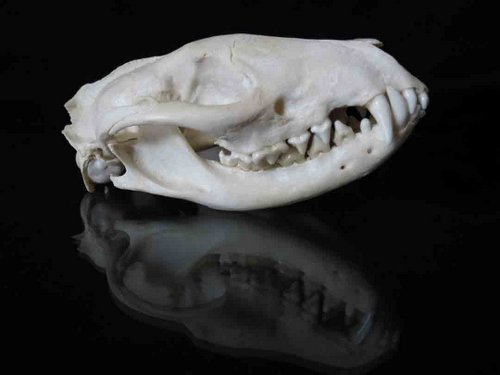 African Civet skull teeth
