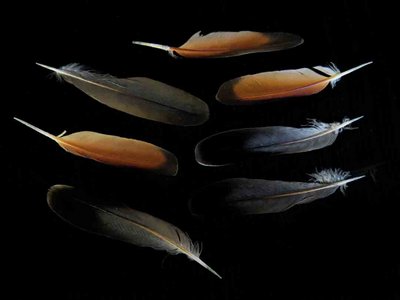 Common Ground Dove feather feathers