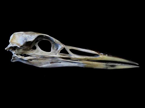 Common Loon skull bird