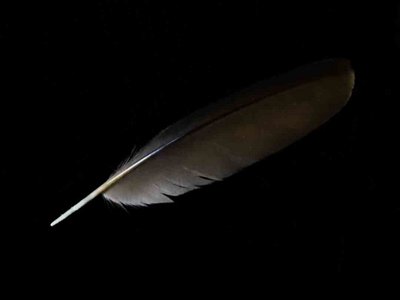 Common Moorhen feather feathers
