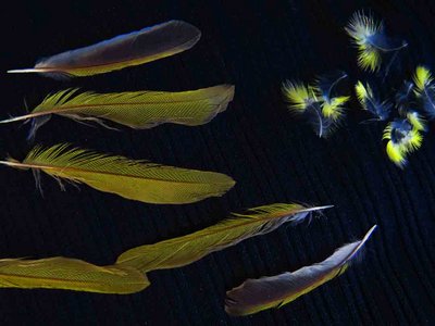 Common Yellowthroat feather feathers bird