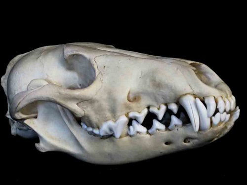 Coyote skull teeth