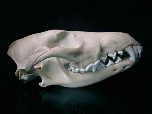 Coyote skull teeth