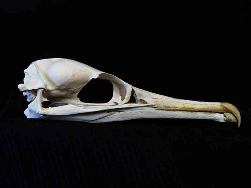 Double Crested Cormorant skull bird