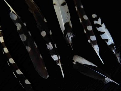 Downy Woodpecker feather feathers bird