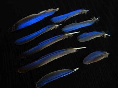 Eastern Bluebird feather feathers bird