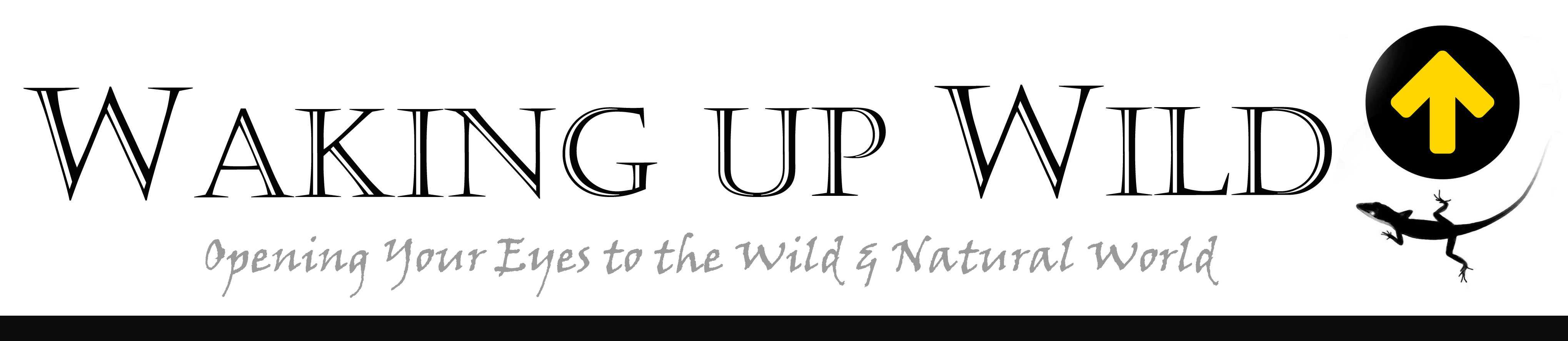 Final Home Page Logo