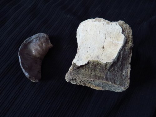 Fossil Whale Earbone