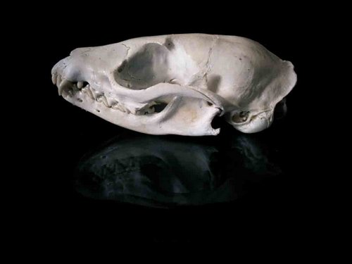 Common Gennet skull teeth