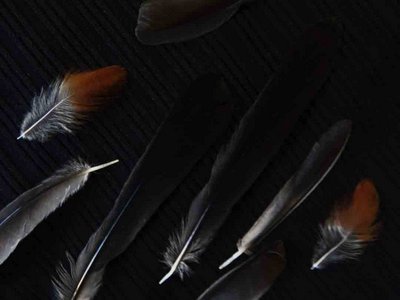 Gray Catbird feather feathers bird