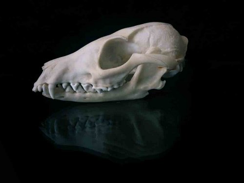 Gray Fox skull
