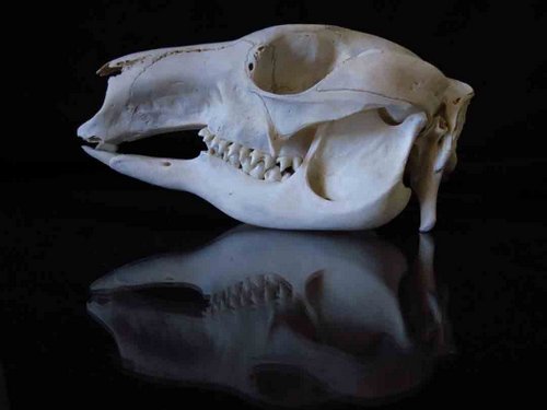 Gray Kangaroo skull teeth