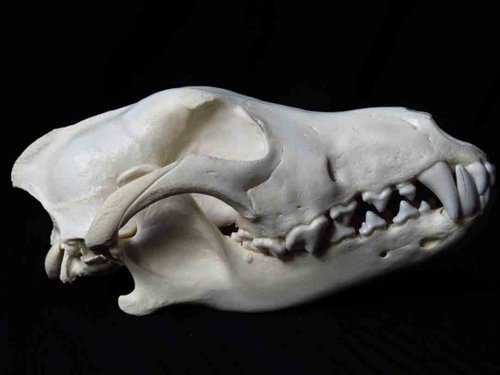 Gray Wolf skull teeth