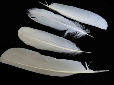 Great Egret feather feathers bird