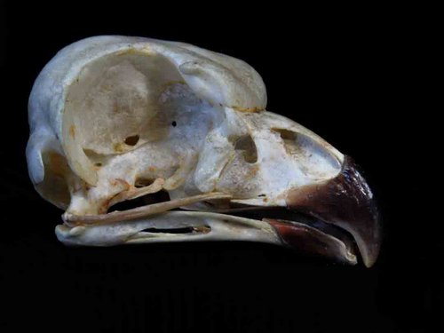Great Horned Owl skull bird