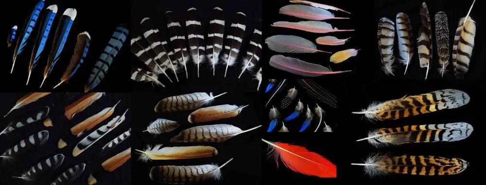 Feather Identification Chart