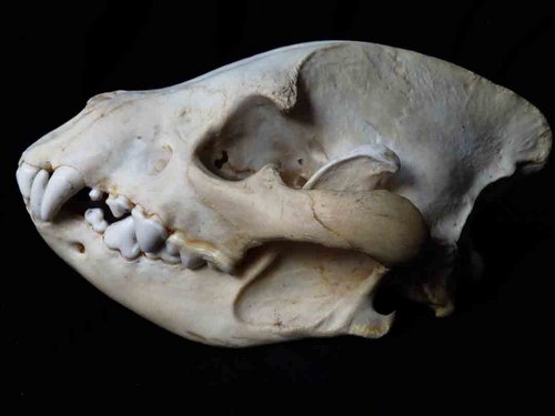Hyena skull teeth
