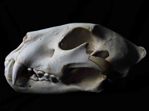 African Leopard skull teeth