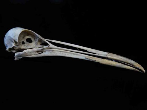 Limpkin skull bird