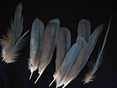 Little Blue Heron Adult feather feathers bird