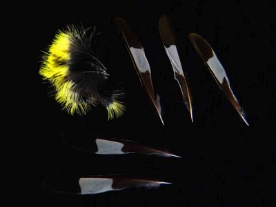 Magnolia Warbler feather feathers bird