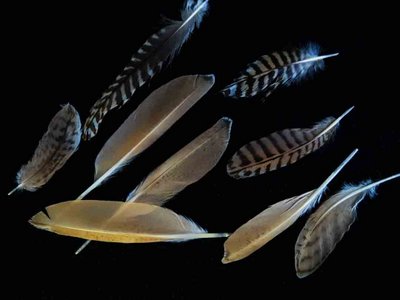 Marbled Godwit feather feathers bird