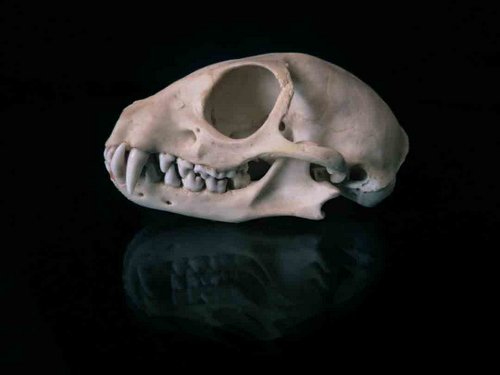 Meerkat skull teeth