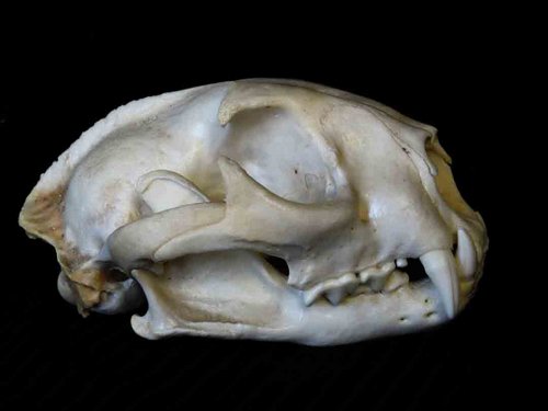 Cougar - Mountain Lion skull teeth