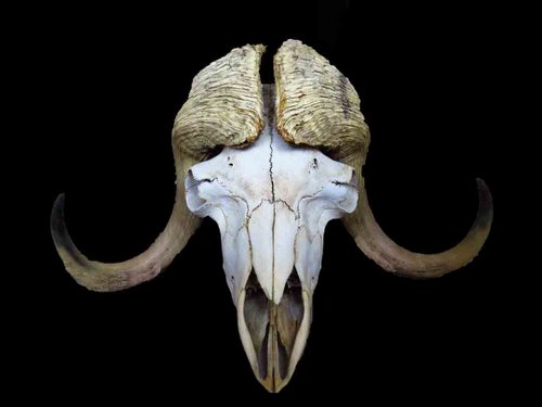 Muskox skull horns