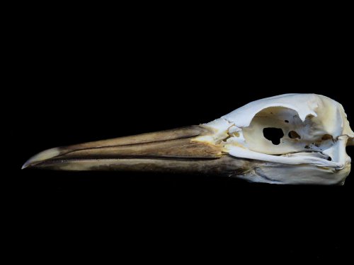Northern Gannet skull bird